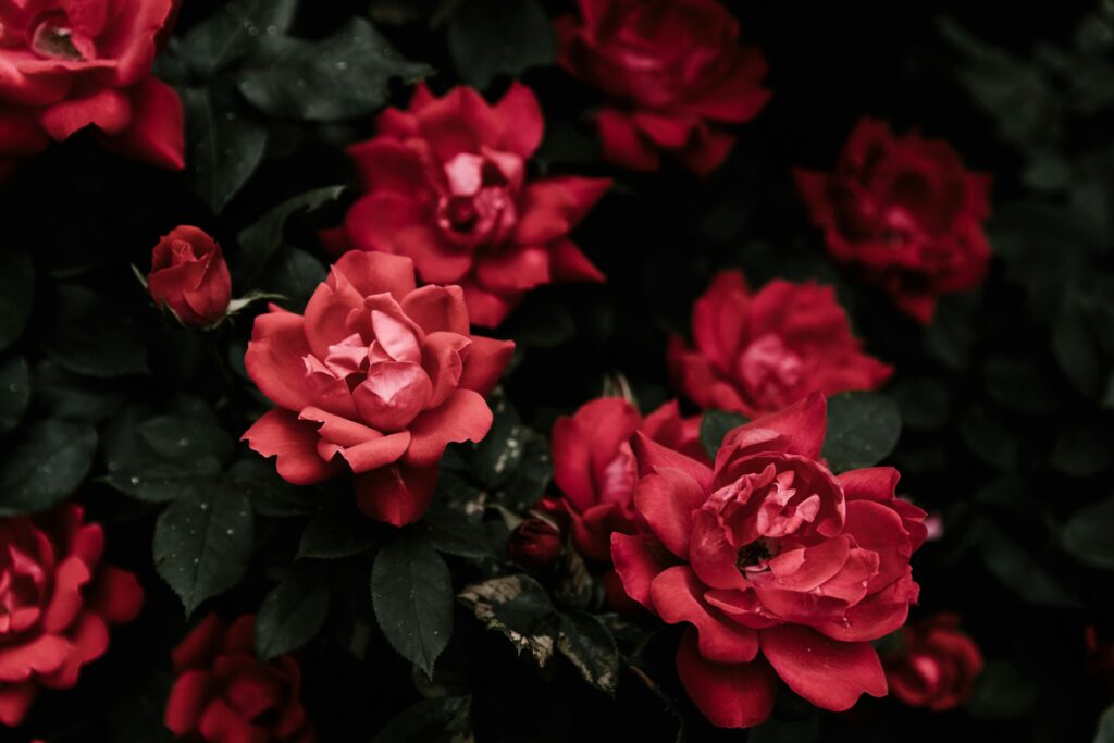 Ohio Roses The Buckeye District: A Rich History of Roses in Ohio - Columbus Rose Club