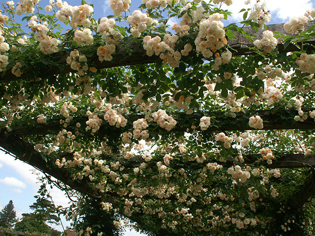 rambling roses climbing a roof structure