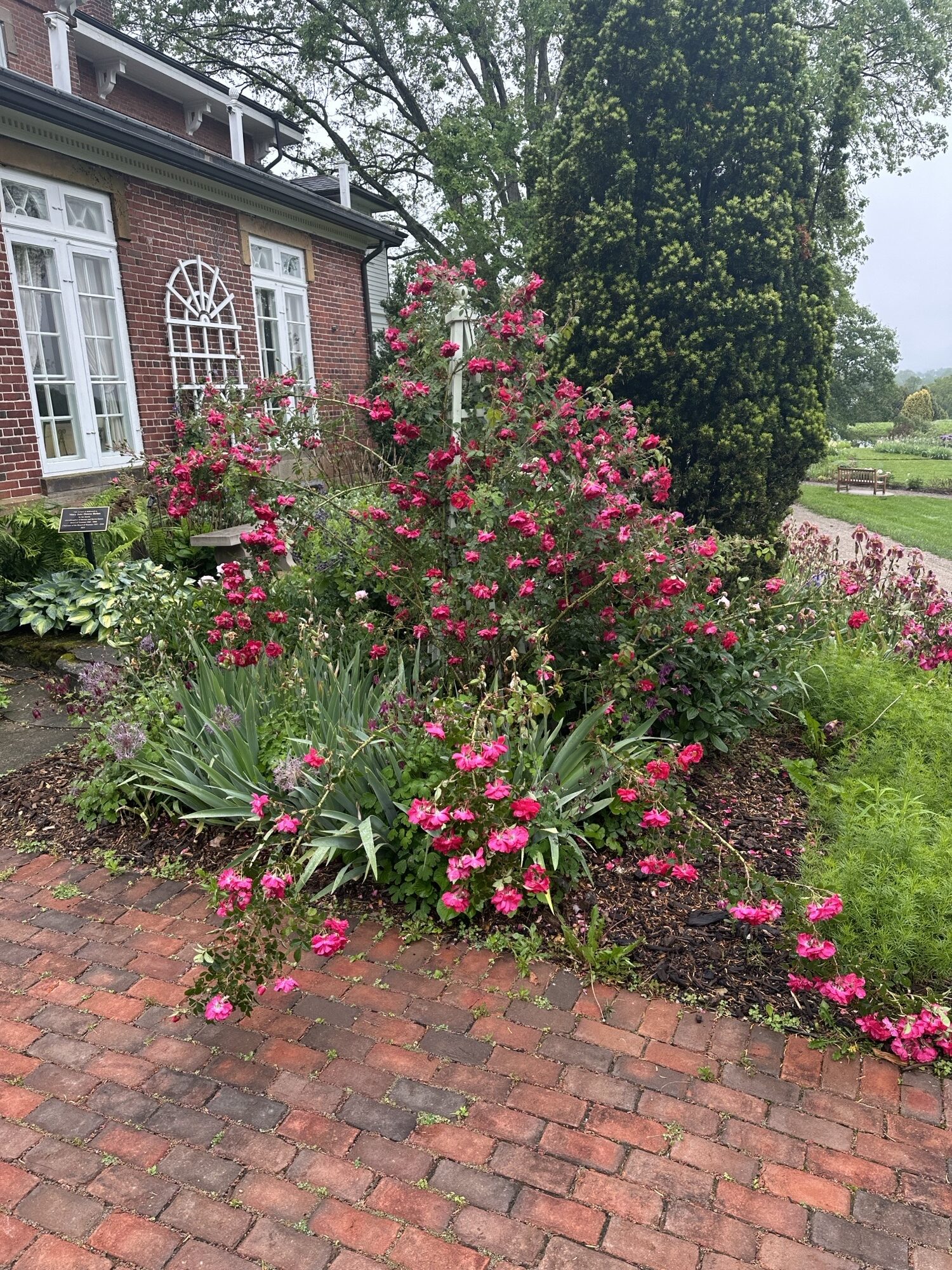 roses at Dawes Arboretum