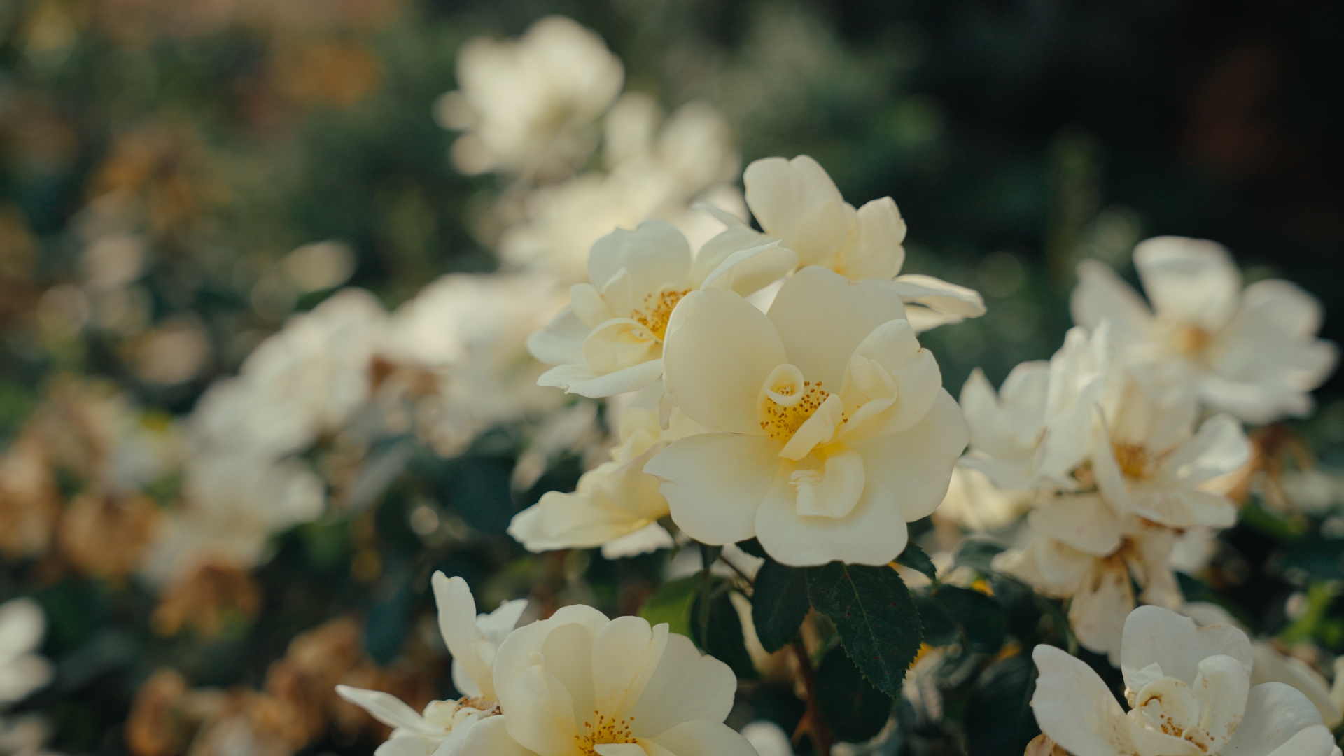 A close-up of white flowers with yellow centers, surrounded by blurred foliage in a garden setting.