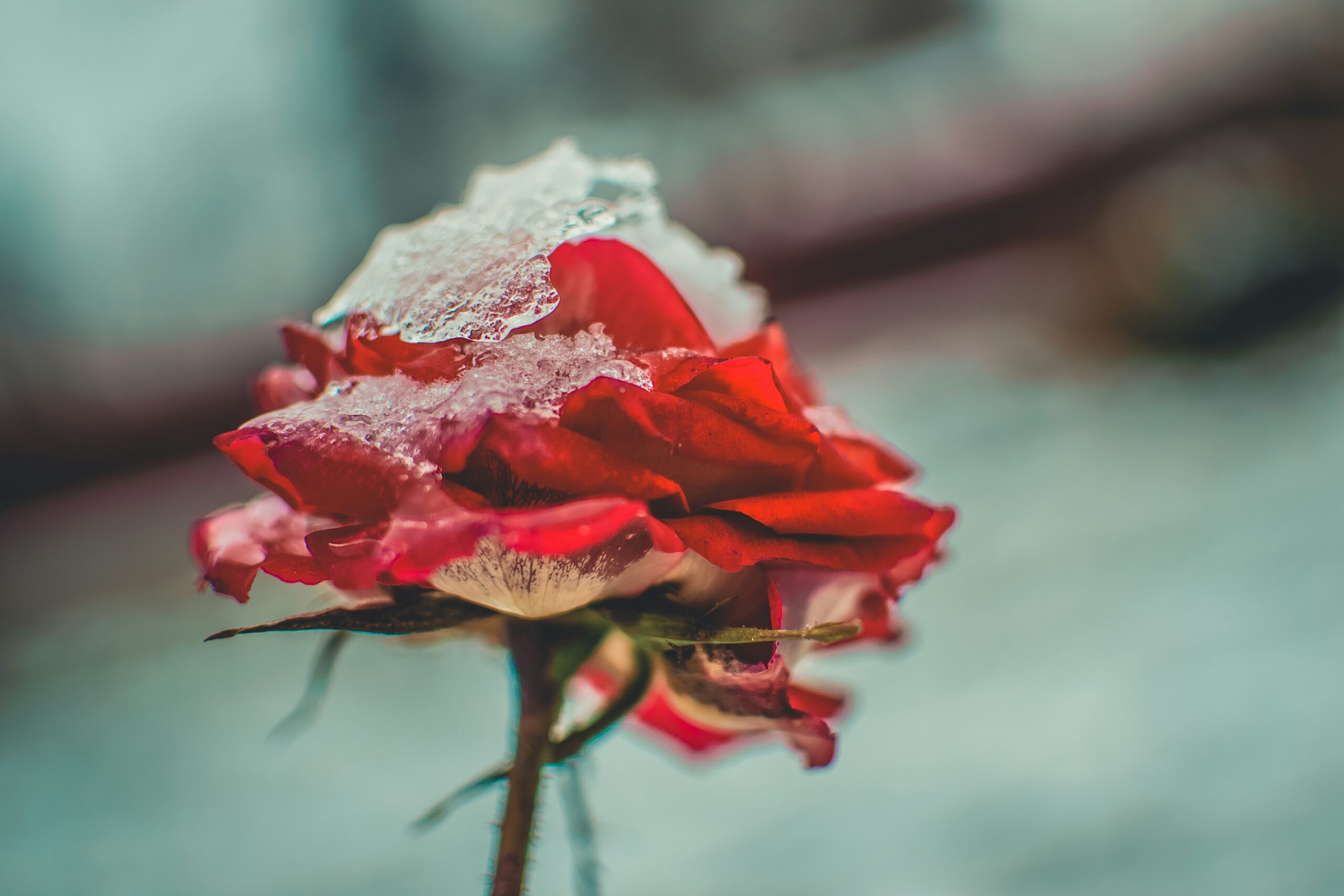 red rose covered in ice and snow